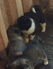 Akita Puppy for sale in HUBERT, NC, USA