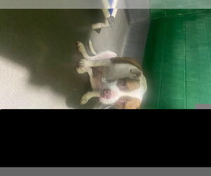 American Bulldog-Unknown Mix Dogs for adoption in Forestville, MD, USA