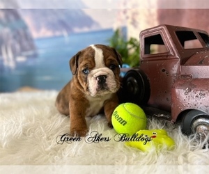 English Bulldog Puppy for sale in OOLOGAH, OK, USA