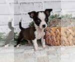 Small #17 Chihuahua