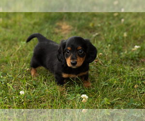 Dachshund Puppy for sale in NAPPANEE, IN, USA