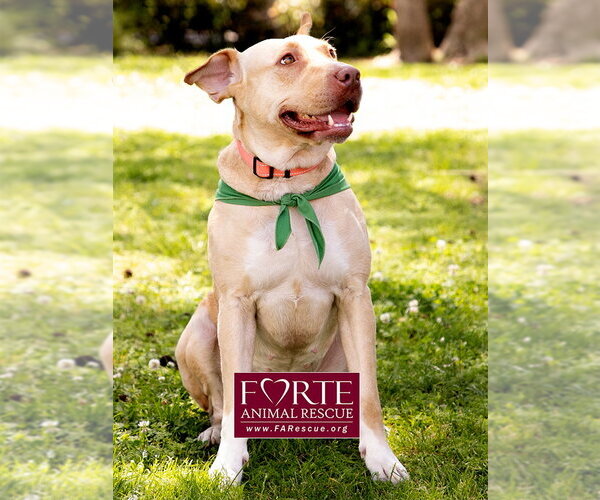 Medium Photo #6 Labrador Retriever-Pharaoh Hound Mix Puppy For Sale in Marina del Rey, CA, USA