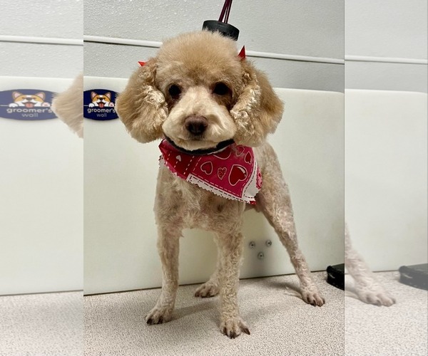 Medium Photo #2 Poodle (Miniature) Puppy For Sale in Sioux Falls, SD, USA