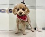 Small #1 Poodle (Miniature)