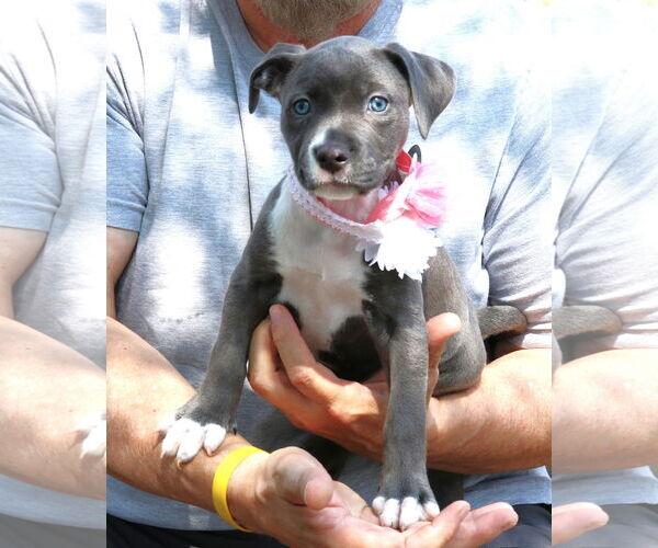 Medium Photo #2 American Pit Bull Terrier Puppy For Sale in Bandera, TX, USA