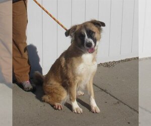 Anatolian Shepherd-Unknown Mix Dogs for adoption in Louisville, KY, USA