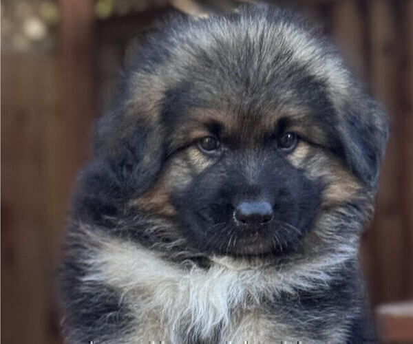 Medium Photo #2 King Shepherd Puppy For Sale in GRAND CANYON CAVERNS, AZ, USA