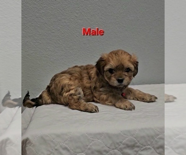 Medium Photo #1 Yo-Chon Puppy For Sale in CHEYENNE, WY, USA