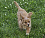 Small Photo #19 Cavapoo Puppy For Sale in BATESVILLE, IN, USA