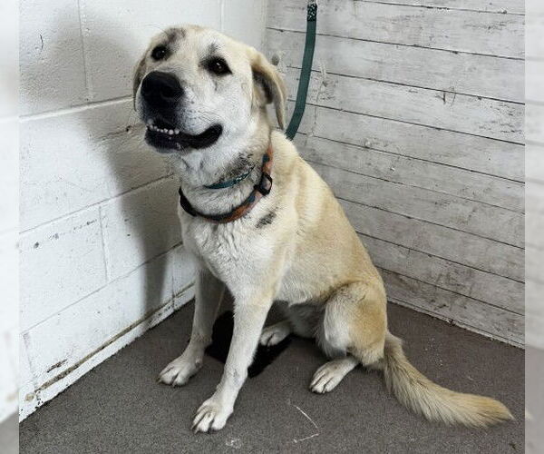 Medium Photo #1 German Shepherd Dog-Unknown Mix Puppy For Sale in San Bernardino, CA, USA