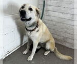 Small German Shepherd Dog Mix