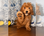 Small #40 Goldendoodle mix (+ Poodle Miniature)