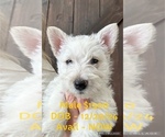 Puppy Puppy 2 Scottish Terrier