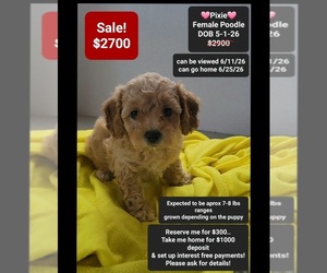 Poodle (Toy) Puppy for sale in TUCSON, AZ, USA