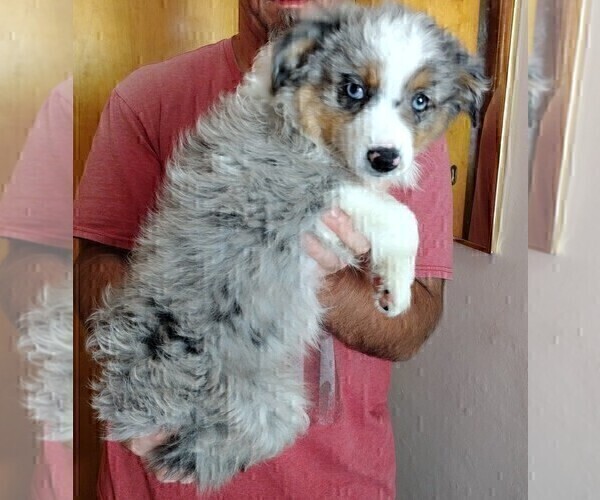 Medium Photo #3 Australian Shepherd Puppy For Sale in LA MIRADA, CA, USA