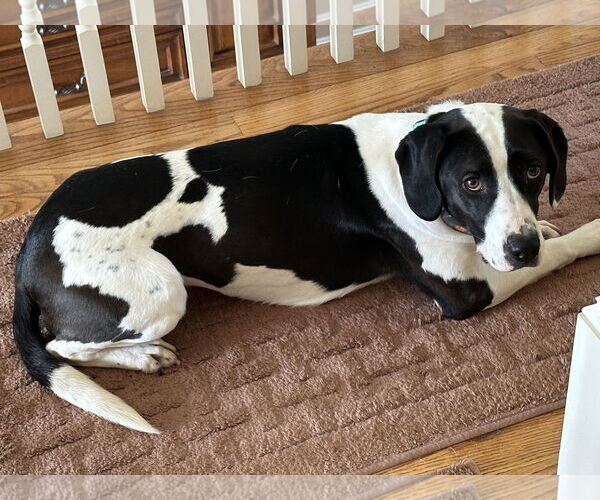 Medium Photo #2 Mutt Puppy For Sale in Harrisburg, PA, USA