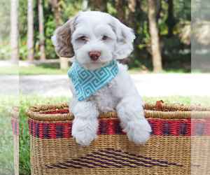 Australian Labradoodle Puppy for sale in JUPITER, FL, USA