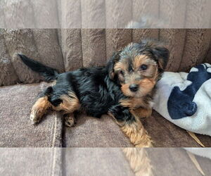 Yorkshire Terrier Puppy for sale in TALKING ROCK, GA, USA