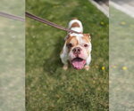 EARL - Male Bulldog Dog for Adoption - Small photo