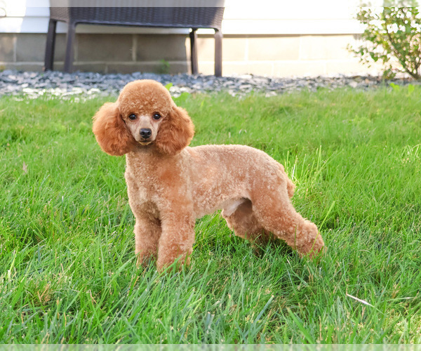 Medium Photo #1 Cavapoo (Miniature) Puppy For Sale in SYRACUSE, IN, USA
