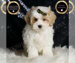 Small Photo #58 Maltipoo (Miniature) Puppy For Sale in WARSAW, IN, USA