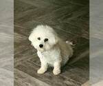 Small Photo #15 Bichon Frise Puppy For Sale in ATL, GA, USA