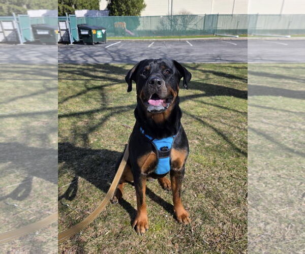Medium Photo #5 Rottweiler-Unknown Mix Puppy For Sale in Westwood, NJ, USA