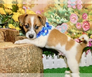 Jack Russell Terrier Puppy for sale in HAMMOND, IN, USA