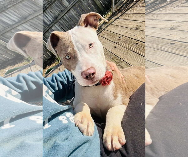 Medium Photo #5 Mutt Puppy For Sale in Germantown, OH, USA