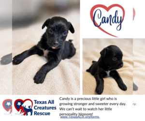 Mutt Dogs for adoption in Lillian, TX, USA