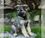 Small #2 Australian Shepherd-German Shepherd Dog Mix