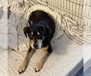 Harley Memphis - Male Labrador Retriever-Unknown Mix Dog for Adoption - Photo #7