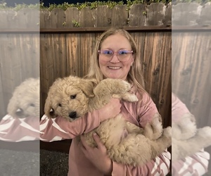 Pyredoodle Puppy for sale in WALNUT CREEK, CA, USA