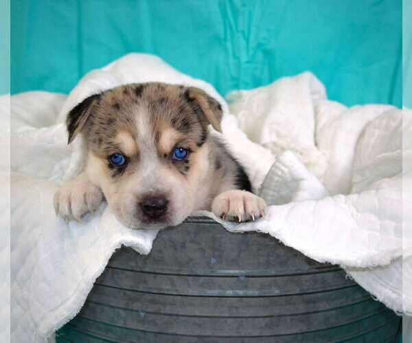 Medium Photo #8 Siberian Husky-Unknown Mix Puppy For Sale in Gretna, NE, USA