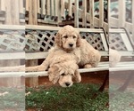 Small Photo #21 Goldendoodle Puppy For Sale in PROSPECT, VA, USA