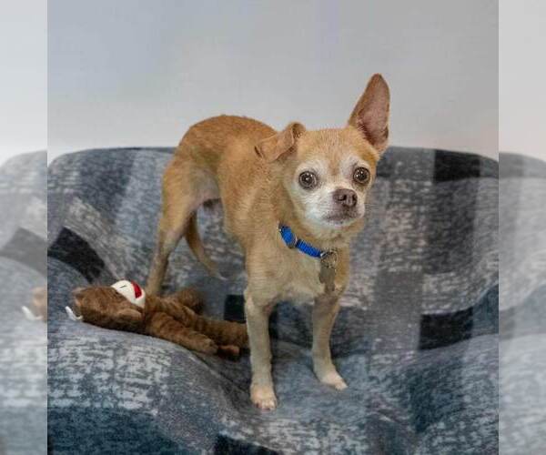 Medium Photo #5 Chihuahua Puppy For Sale in Kennesaw, GA, USA
