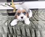 Small #1 Cavapoo (Standard)
