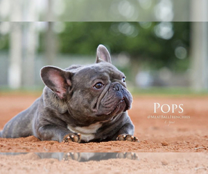 Father of the French Bulldog puppies born on 02/25/2022