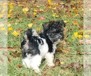 Schnoodle (Miniature) Puppy for sale in HAMPTONVILLE, NC, USA