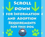 Small Photo #2 Shih Tzu-Unknown Mix Puppy For Sale in Arcadia, FL, USA