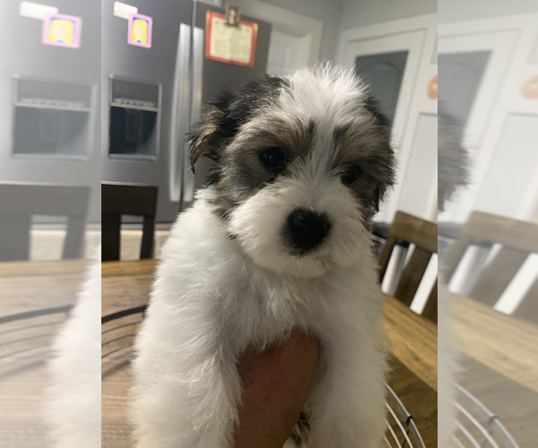 Medium Photo #5 Morkie Puppy For Sale in FORT WORTH, TX, USA