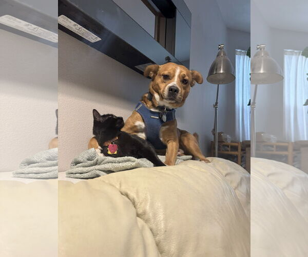 Medium Photo #6 Mutt Puppy For Sale in Aurora, CO, USA