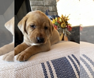 Labrador Retriever Puppy for sale in LAFAYETTE, TN, USA