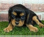 Small #8 Cavalier King Charles Spaniel