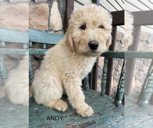 Goldendoodle Puppy for sale in CAPON BRIDGE, WV, USA