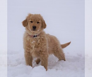 Golden Retriever Puppy for sale in FREDERICKSBG, OH, USA