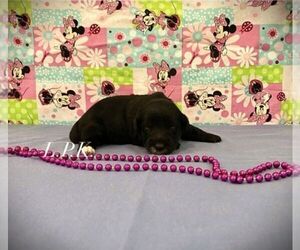 Schnoodle (Miniature) Puppy for sale in WINNSBORO, LA, USA
