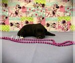 Small Schnoodle (Miniature)