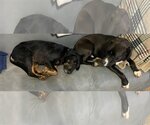 Small #6 Coonhound-Labrador Retriever Mix