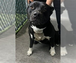 Mutt Dogs for adoption in Downey, CA, USA